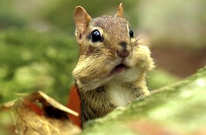This chipmunk protects his collection of nuts.