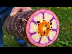 Biggest Vegetables in the World That Look Fake!