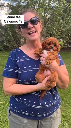 1.9K views · 4.6K reactions | Lenny the cavapoo looking for his forever  #fureverfamily #fureverhome #cutenessoverload #cavapoo #fyp | Mandys Cavapoos | Facebook