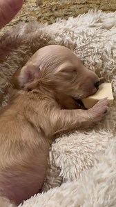 Ace is mastering his own sponge bottle now. He’s such an incredible boy! We’re so in love!🥰✨🐾 www.cremeofthecropdachshunds.com #dreamcremes #creamofthecropdachshunds #dancingwithdoxies #englishcreamminiaturedachshunds | Creme of the Crop Dachshunds