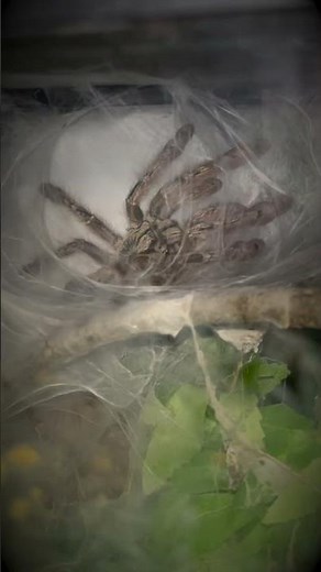 Tarantula ATE her EGGS.. then LAID THEM AGAIN ?!!!