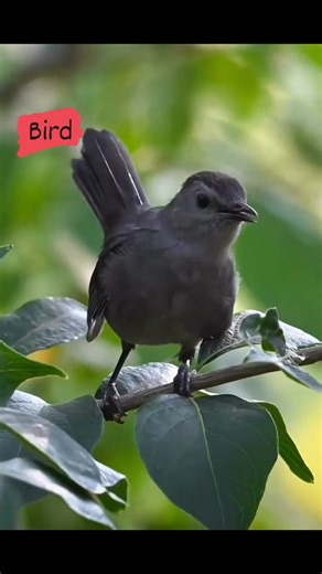 11K views · 871 reactions | Beautiful nature bird  | Bird | Facebook