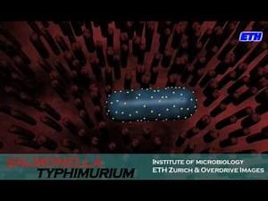 Salmonella pathogenesis
