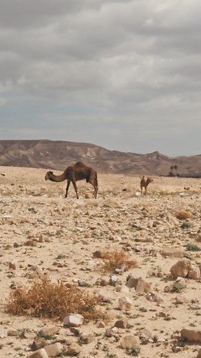 Need a great discipleship tool for your Bible study or friend group? Check out Compelling Truth, a site in the Got Questions network! Each article takes an in-depth look at pressing questions, with perspectives from both the Old and New Testament, implications for today, and discussion points to help deepen your engagement. | GotQuestions.org