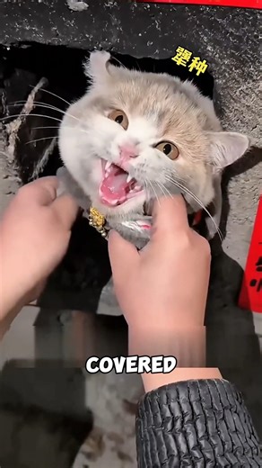 Sooty Cat Regrets Chimney Adventure #funnycats #catfail #viralcat
