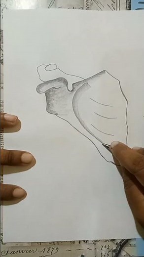 How to draw scapula bone 1 #easydrawing #stepbystep #humananatomy #subscribe