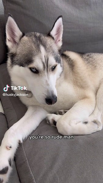 Hilarious Husky Side Eye Moment