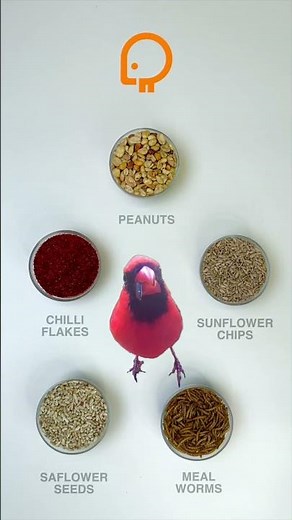 PeckPerk Bird Food — Birds Love It!