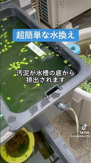 @めだか先生 まあまあ高価な水槽で簡単水換え