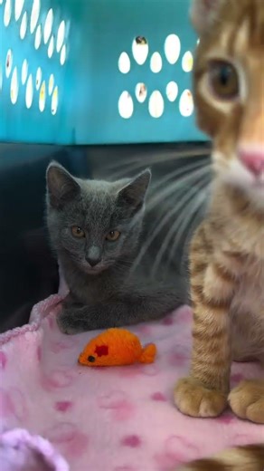 Stopped by my favorite store petsupplyfv Cat Country and got to see some of the cutest adoptable