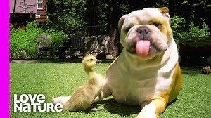 A rescued #porcupine has teamed up with two English #bulldogs to help a rehabilitator return other native animals, like goslings, to the wild 🐾💚 | Love Nature