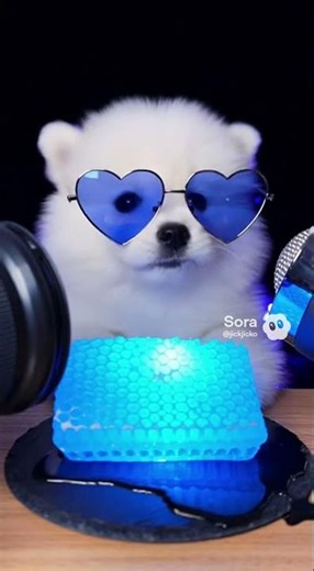ASMR Fluffy Samoyed Puppy Eating Glowing Blue Honeycomb 🩵🍯 (Super Sticky & Crunchy Sounds)