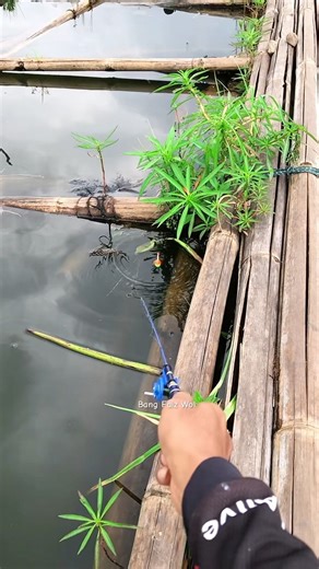 #Fishing #FishingShorts #BigCatch #OceanFishing #RiverFishing #CatchAndCook #OutdoorLife #FishFight