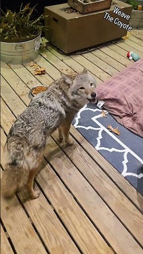 COYOTE vs CAT! #weavethecoyote #wildlife #nature #cute #animals #animal #friends #love #coyote #pets