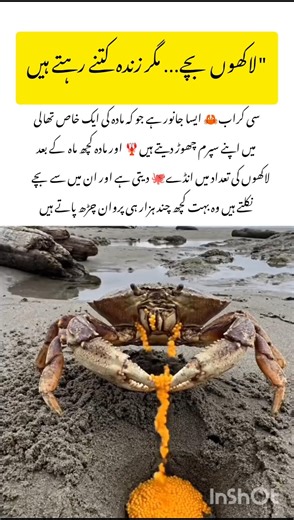 Meet the sea Crab 🦀 amazing facts #seacrab #naturefacts #wildlife #nature #shorts