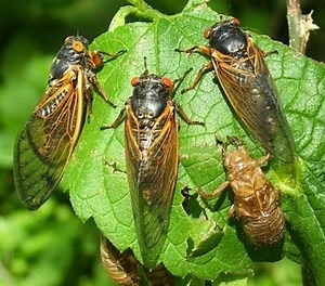 Are Cicadas Safe to Eat? Cicada Recipes and Cooking Tips