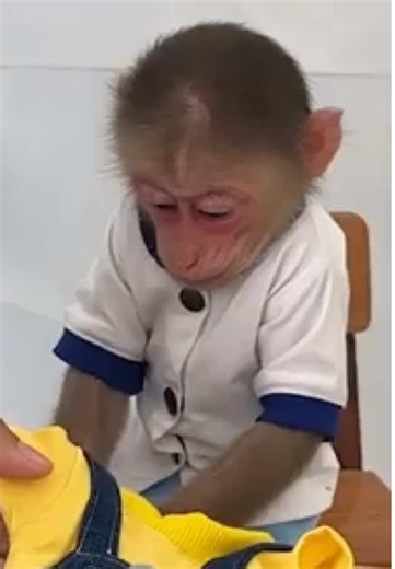 Monkey Lily 🐒 (@monkeylily_)’s videos with original sound - Monkey Lily 🐒
