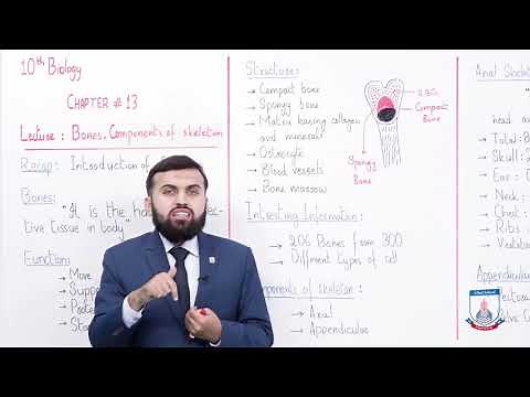 Class 10 - Biology - Chapter 13 - Lecture 2 Topic Bones and Components of skeleton - Allied Schools