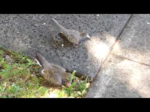 Zebra Dove Courtship Dance