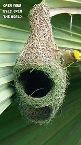 Engineers in Feathers ⚙️🪶 #weavers #birdnest What we call grass, they call architecture. With every twist and knot, the Baya Weaver transforms nature’s raw materials into masterpieces of design and endurance. #BayaWeaver #NestBuilding #AvianArchitects #BirdLife #NatureWonders #WeaverBird | Go Green Forlife