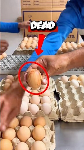 How hatched Chicks 🐣😳🫣