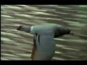 Peregrine Falcon Tribute