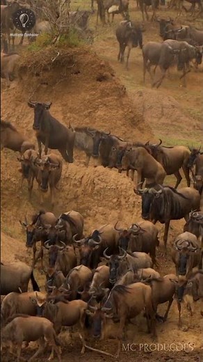 O pulo dos gnus nas águas do Rio Mara #africa #masaimara #masaimaranationalpark #masaimarasafari