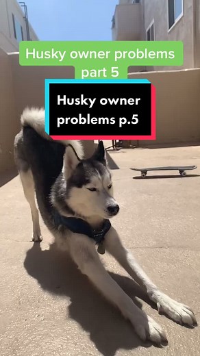 Husky Dog Owners' Top 3 Problems Revealed