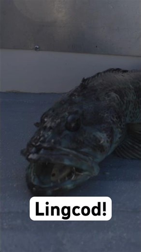 The Vertex Was GONE… Then This Lingcod Showed Up #fishing #shorts
