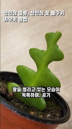 선인장 종류 선인장 꽃 물주기 키우기, 연필선인장 하트선인장 호야선인장 만세선인장 손가락 생선뼈 피쉬본 선인장 알아봐요