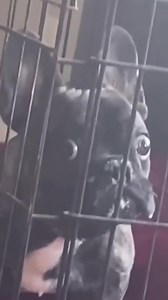 More crazy Miley voice memes here https://www.keeplaughingforever.com/post/the-top-10-miley-cyrus-voice-memes | Keep Laughing Forever