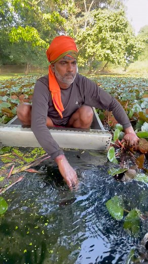 2.2M views · 12K reactions | सिंघाड़ा के पीछे की मेहनत | Amazing Hard Work on Water chestnut  | Indian Feeder | Facebook