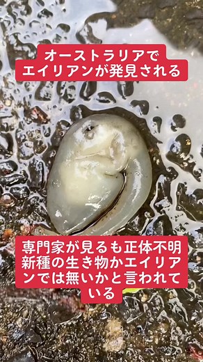 #uma #monstersinc #未確認生物 #未確認生命体 #エイリアン #鋭利やん #alien #Australia #monster #宇宙人 #ufo #カワシバ #世界のカワウソ #世界の柴犬 #ディマウロルカ