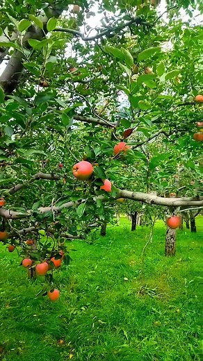 147K views · 8.9K reactions | Amazing apple's  #viralreels | Enjoy the best life | Facebook