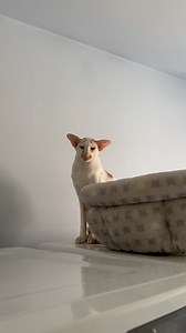 1.1K views · 3.1K reactions | 80 degree weather outside calls for finding the hottest place in the house to hang out 藍 | fivecrazycats | Facebook