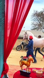 #Stallionking #horselover #horse #horsesofinstagram #horseriding #ilovemyhorse #indianhorse #marwarihorse #marwarihorseclub #sindhihorse #horseriding #horserece #kathiyawadihorse #kathiyawadihorselove #horses #horserider #horsepower #horselife #horsejumping #horseoftheday #horsephotographer #indianchaalbaaz #horsedancingshow | Indian Chaalbaaz
