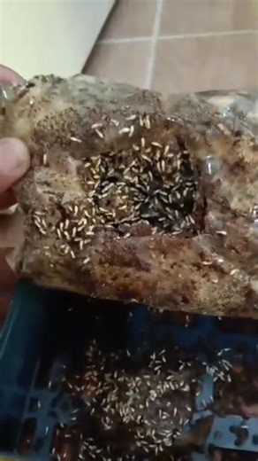 🐜 TERMITE BAITING SYSTEM 🛡️ Stop termites before they destroy your home or building! Our Termite Baiting System targets the entire colony—not just the termites you see—using a proven monitoring-and-elimination approach. ✨ Why choose Termite Baiting? ✅ 🎯 Colony Elimination – Termites carry the bait back to the nest ✅ 🔍 Early Detection – Continuous monitoring around your property ✅ 🌱 Low Chemical, Eco-Friendly – Safer for families & pets ✅ 🧱 No Drilling Needed – Clean, non-invasive installat