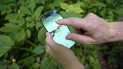 How a fun nature app aids science