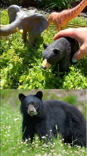 Discover Wild Zoo Animals Outside!!! Learning video for Kids!