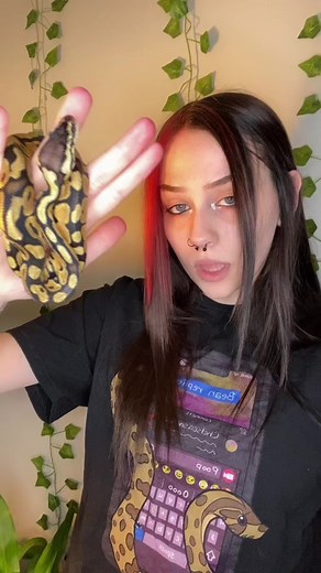 They all are #snake #snakes #hognose #chelseasnakes