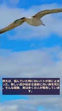 【スピリチュアル】白い鳥が現れる時のサイン【自然からのサイン】#Shorts