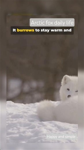 “Arctic Fox: The Ultimate Survivor of Frozen Lands ❄️🦊”