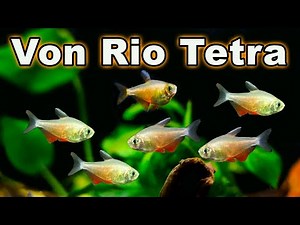 Von Rio Tetra Care and Breeding: A Great Addition to Your Community Tank!