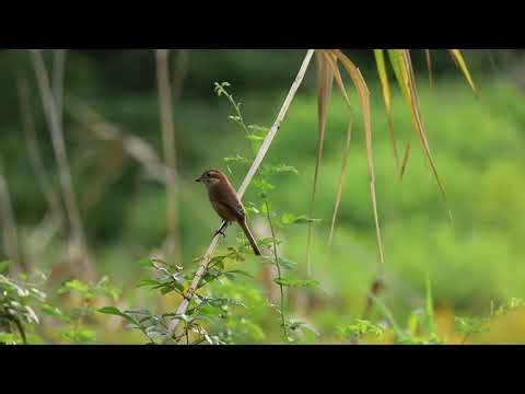 Птицы в парке. Первое посещение в этом сезоне.