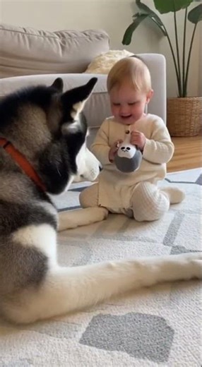 Husky Gently Plays with Baby Using Plush Stuffed Bear Toy