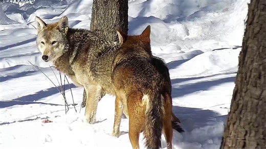 While many of us are out buying chocolates and flowers for this weekend, our wolves are celebrating Valentine’s Day in their own way. 🐺❤️ Mid February marks the height of wolf breeding season, with researchers and caretakers consistently observing a spike in courtship behaviors right around February 14th. During this time, mating pairs spend more time together. They follow one another around, engaging in extra play, grooming each other, and strengthening their bond. After a day of bonding, play