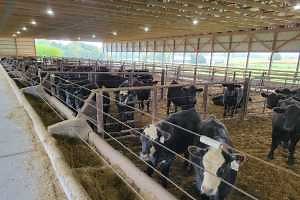 Lameness caused by digital dermatitis in feedlot cattle