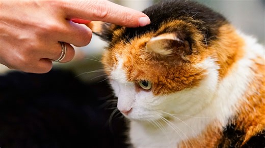 Collier County shelter adoptions climb as new cat cafe opens
