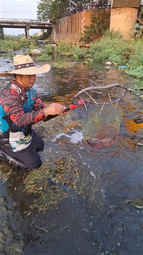 easy catching big tilapia in the river #fishingmethods #just4u