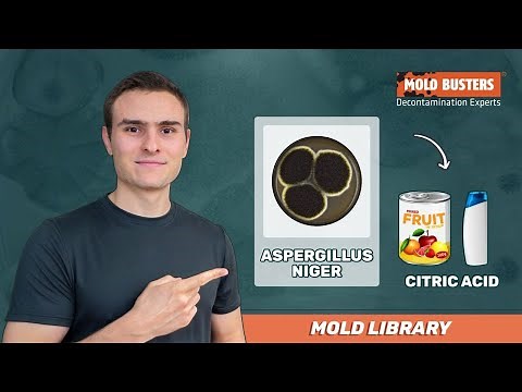 Aspergillus niger - Mold Library - Mold Busters